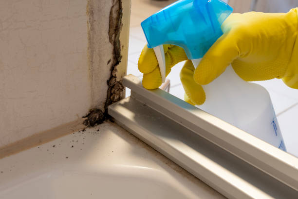 Best Professional Mold Removal  in Great Bend, NY