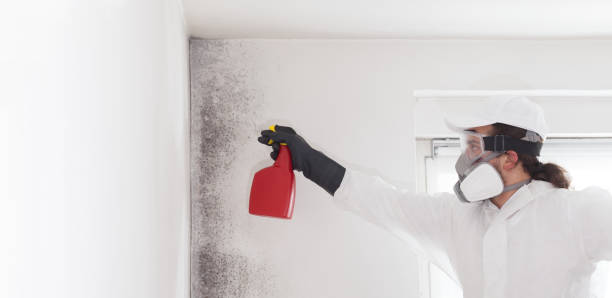 Best Black Mold Removal  in Great Bend, NY