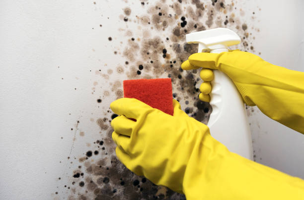 Best Local Mold Removal Service  in Great Bend, NY