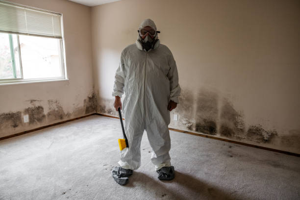 Best Toxic Mold Removal  in Great Bend, NY